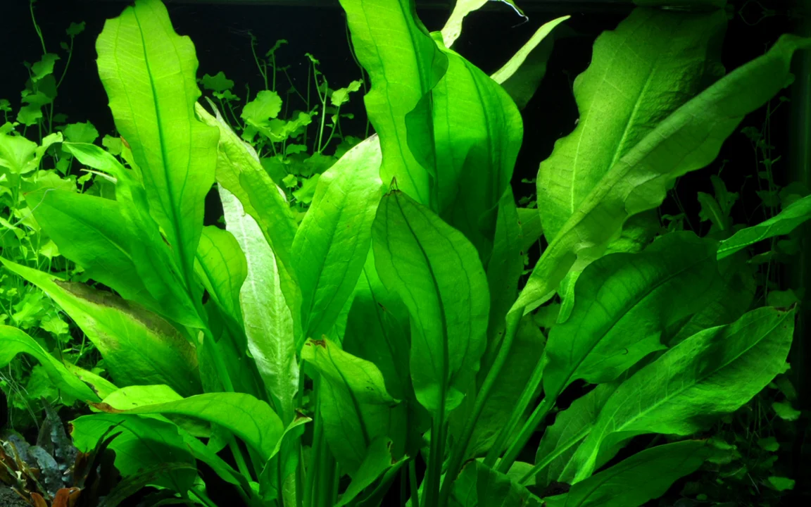 Tropica Akvarieplante i potte Echinodorus grisebachii (bleherae)